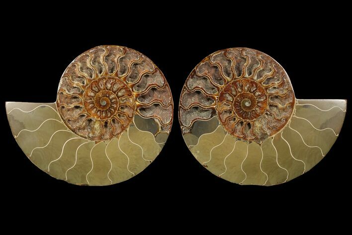 Cut & Polished Ammonite Fossil - Deep Crystal Pockets #94201